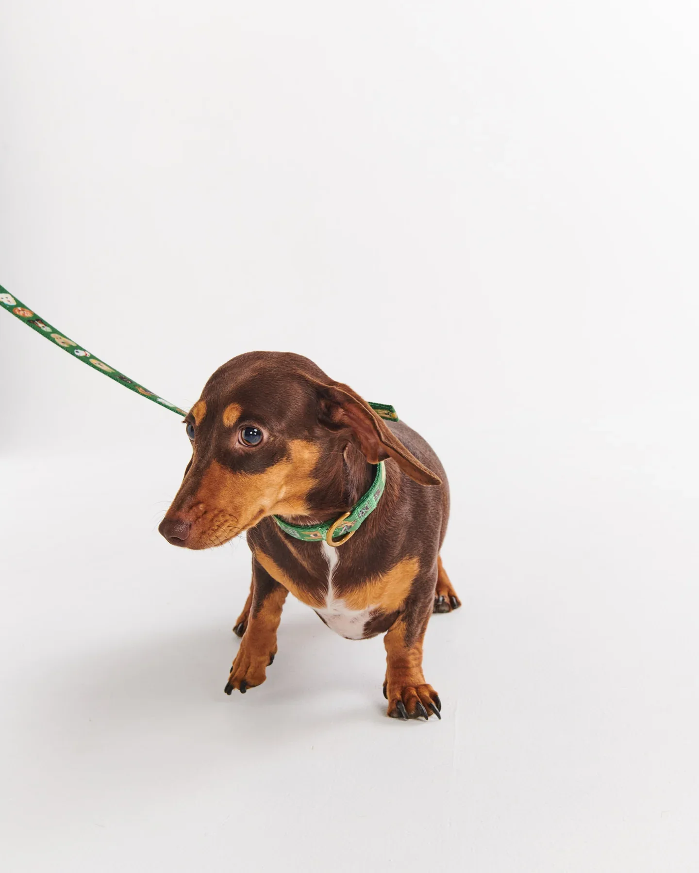 Dog Lead - Dog Park - Image 3