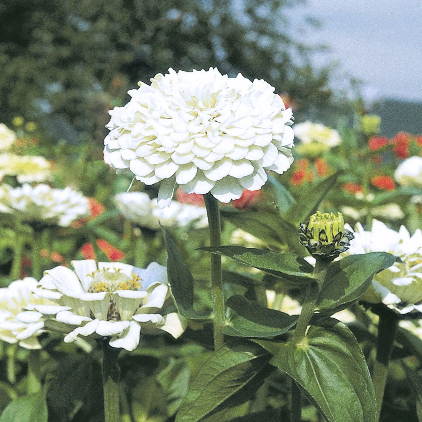 White Clouds Seed Pot - Image 3