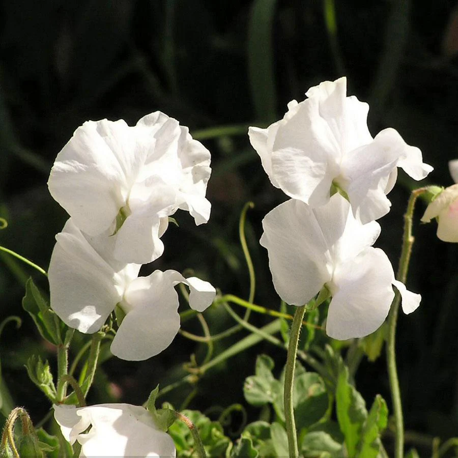White Clouds Seed Pot - Image 4