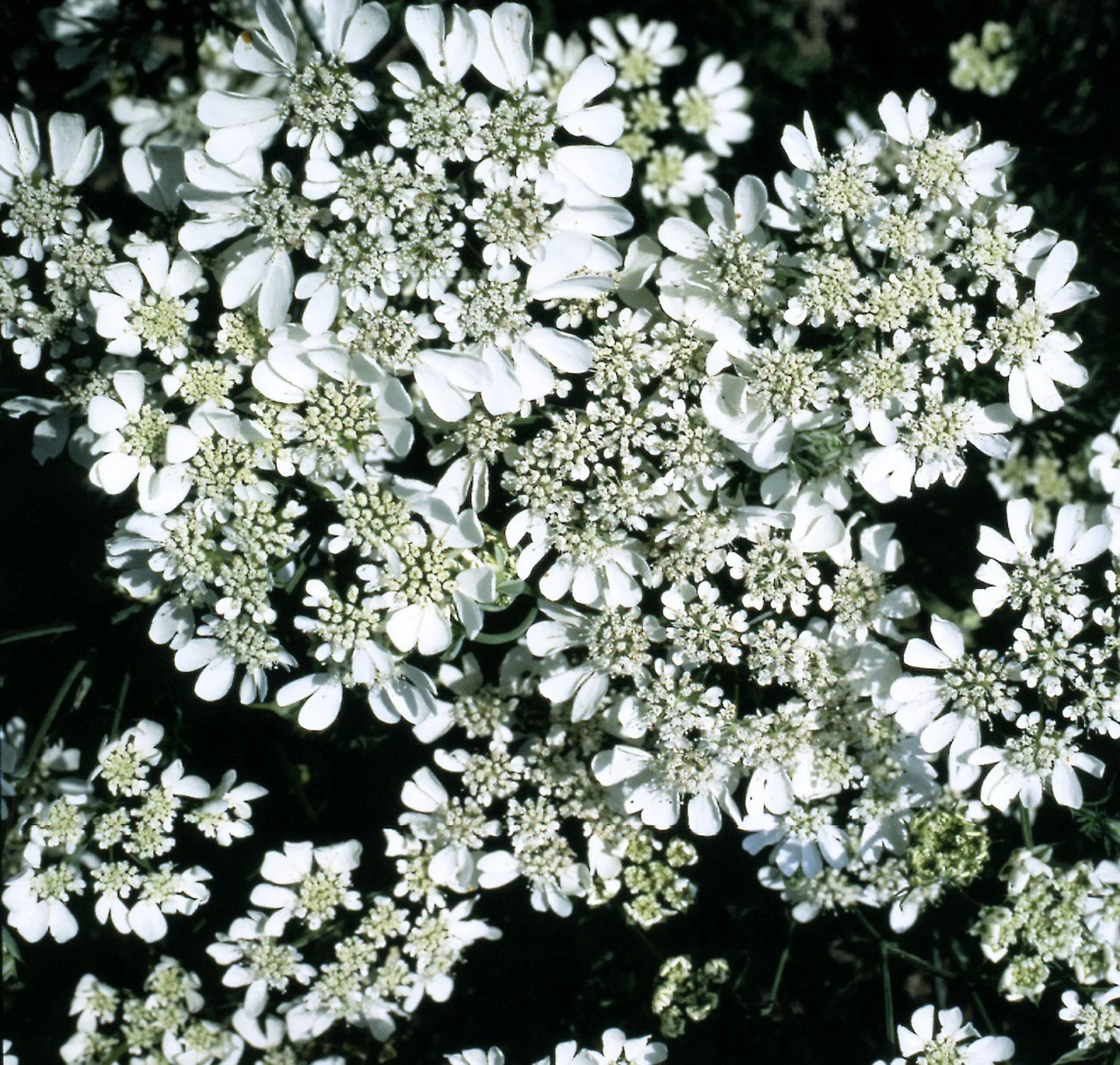 White Clouds Seed Pot - Image 5